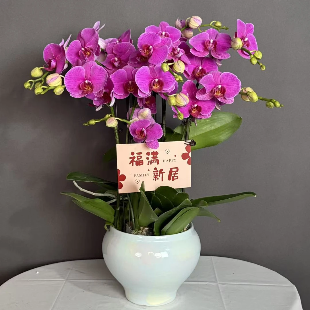 鼎胜【恭喜发财】蝴蝶兰盆栽花卉观花植物室内四季开花耐旱5-8