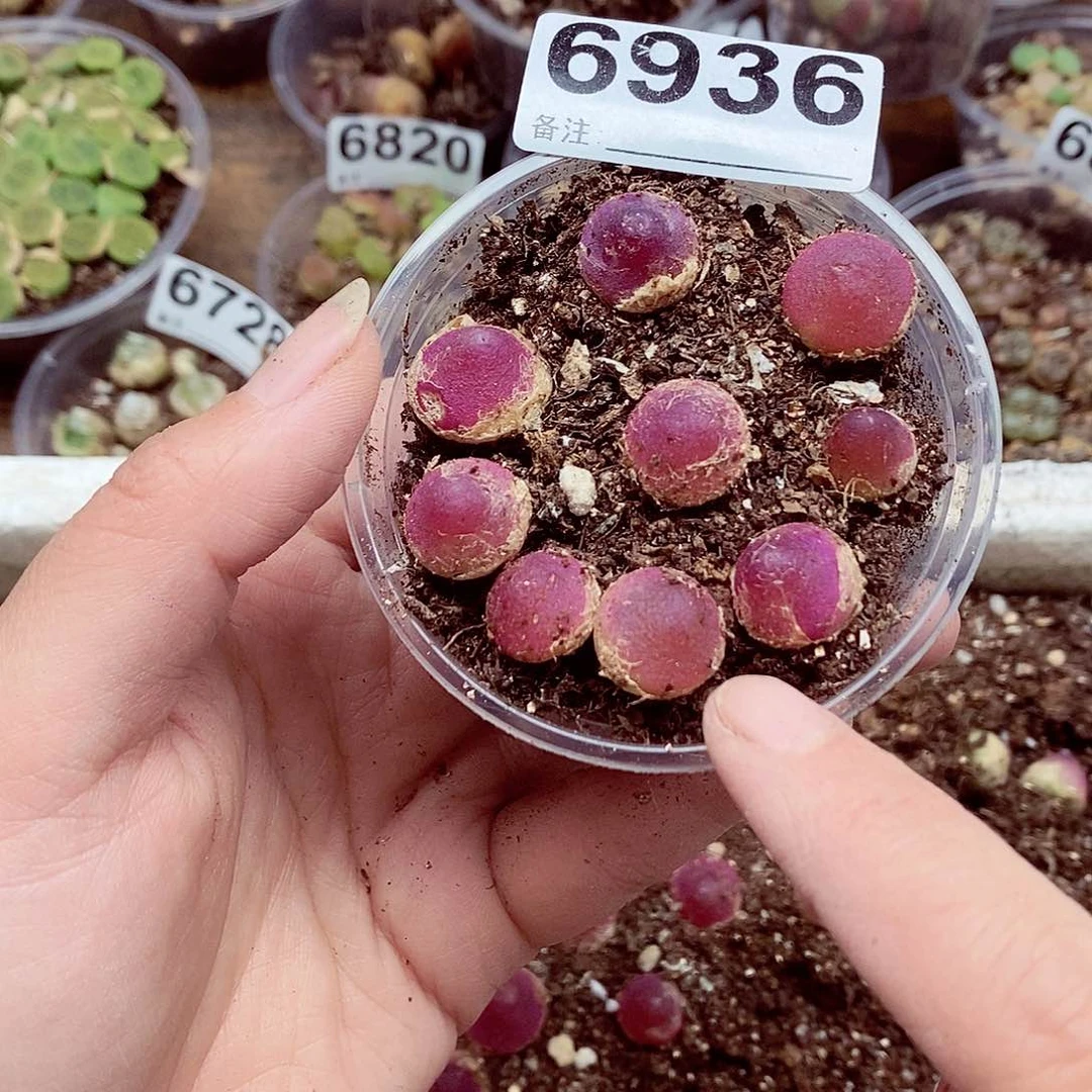 6936啊啊啊啊啊小