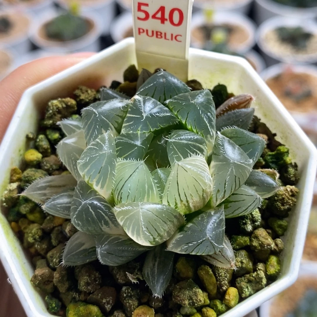 540赤线十二卷多肉