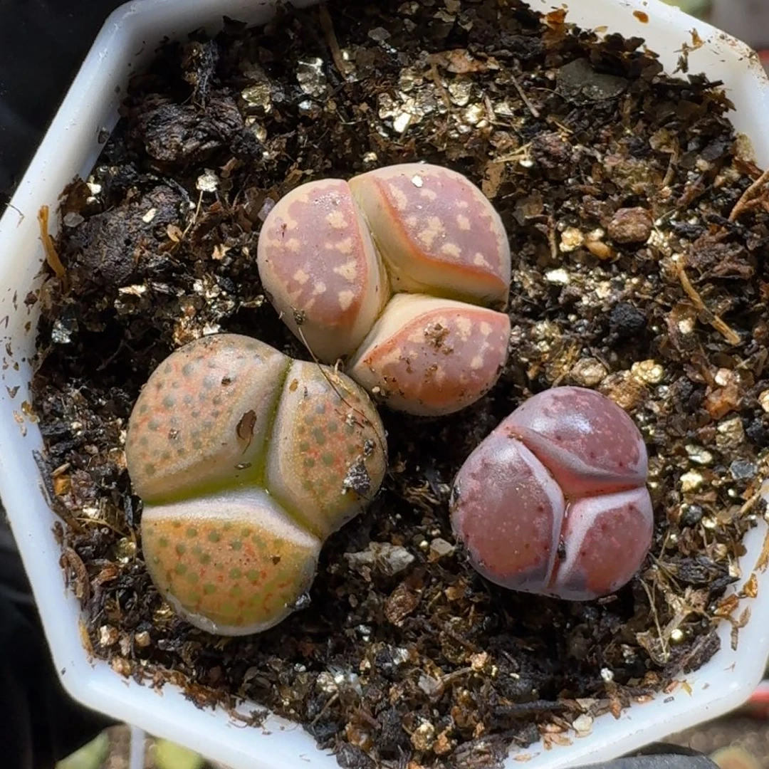 心***动生石花111111。  181