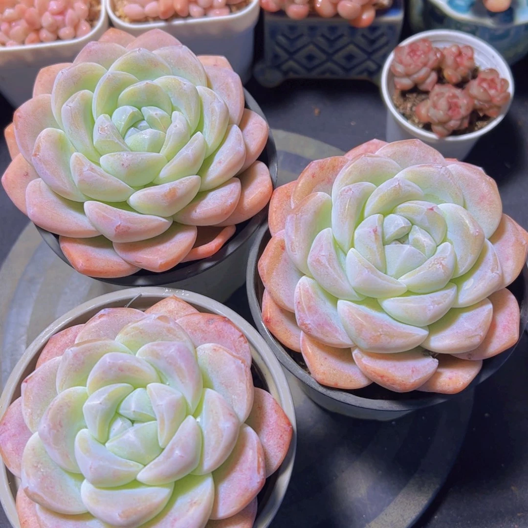 豆*仔多肉植物，多肉植物