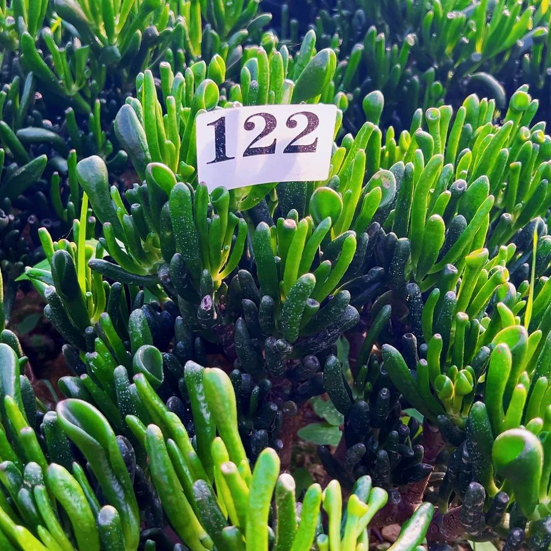 122号小财树不带盆
