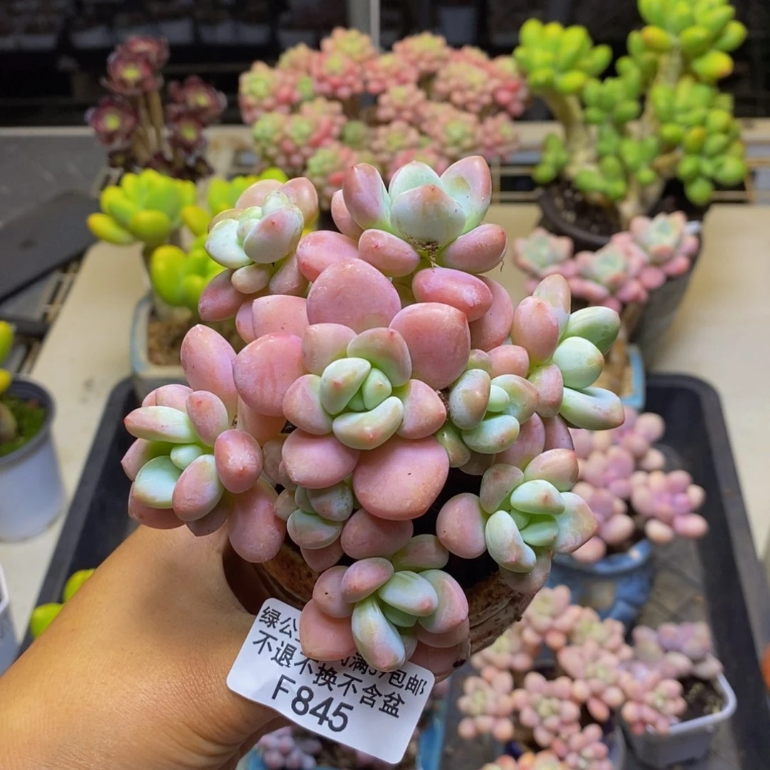 845樱花洛神多肉8c m
