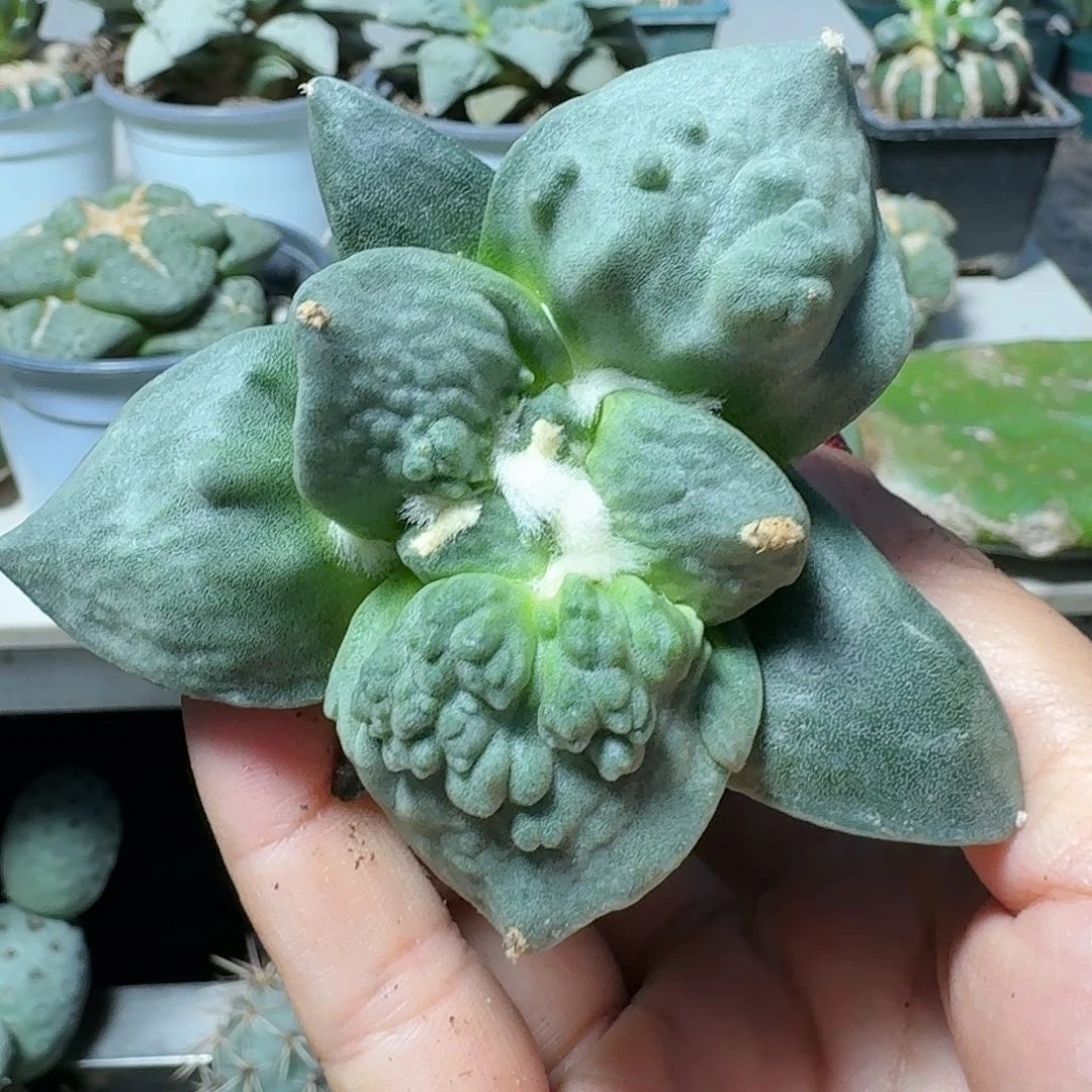 【闪购商品】无花朵小*怒涛263