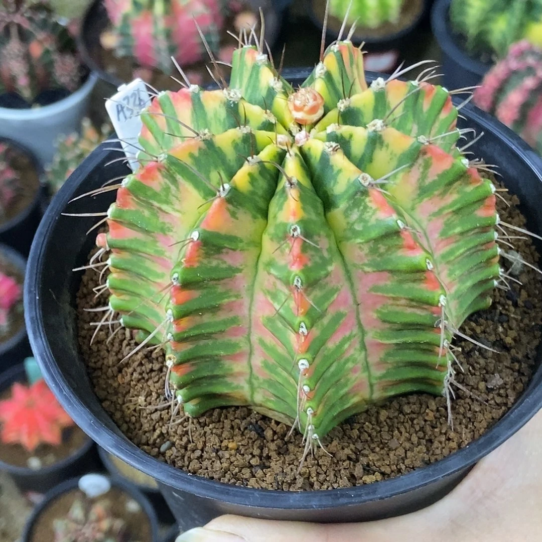 A336泰系米哈锦，带盆土