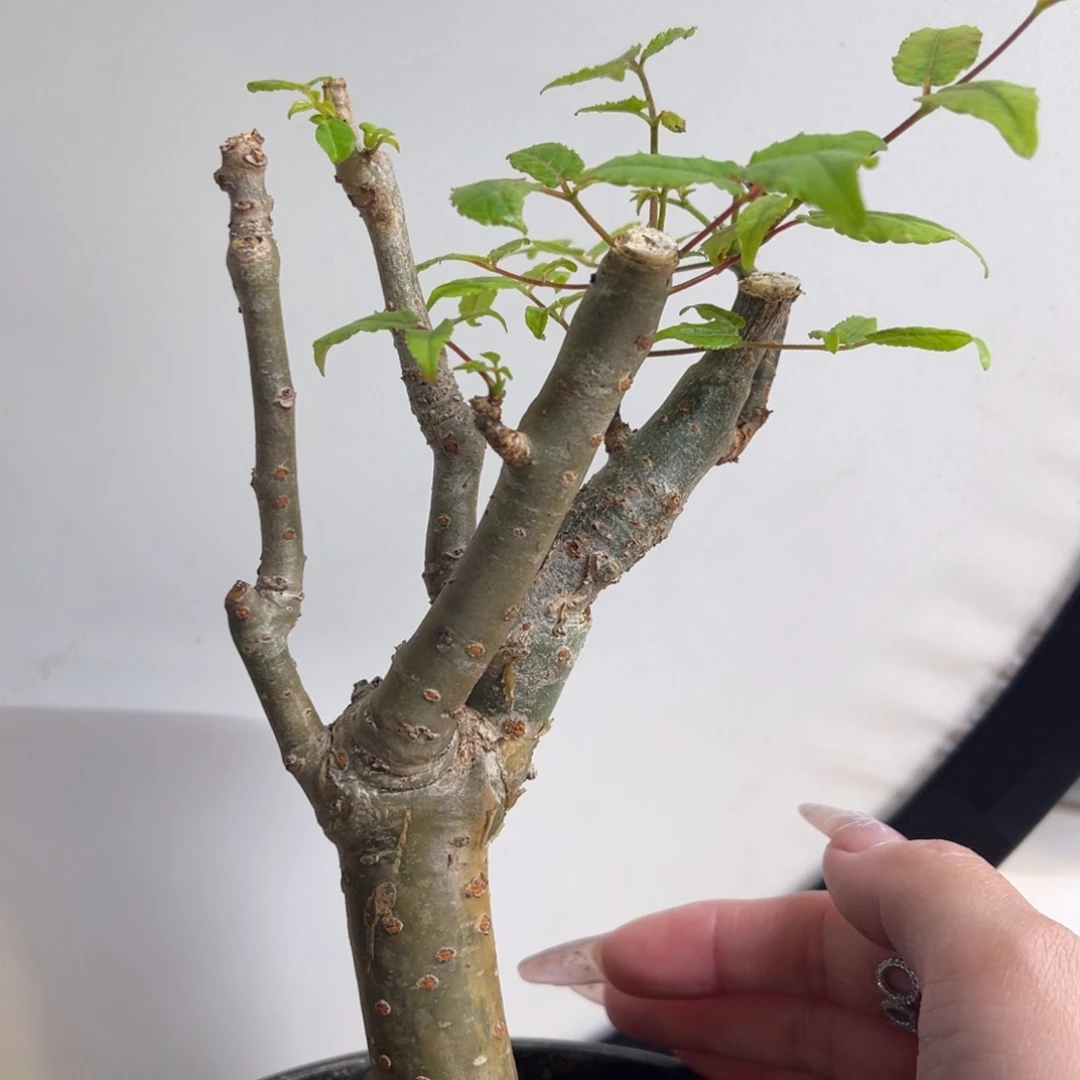 麻氏没药实生带盆