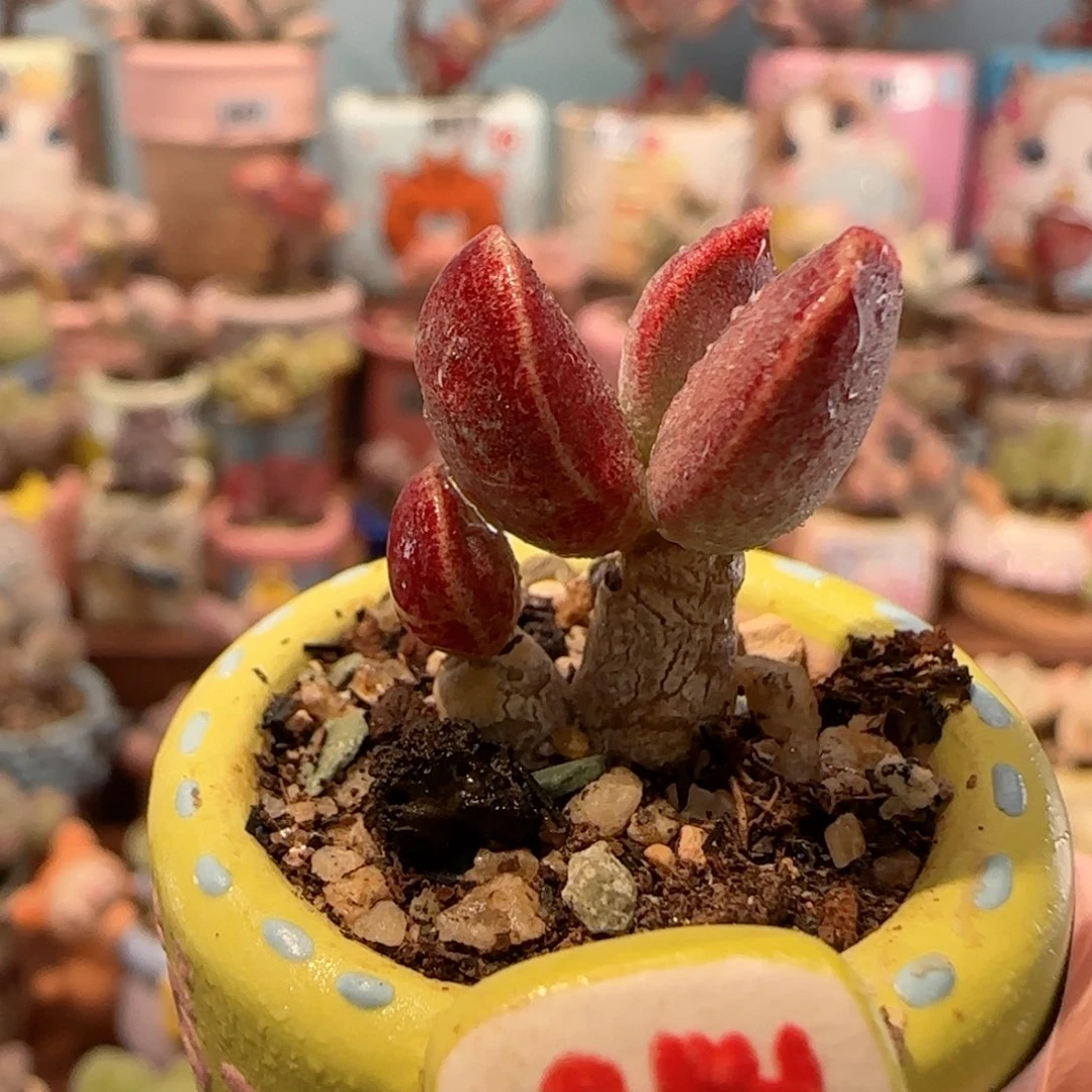 厚叶红舒缇 盆口3cm
