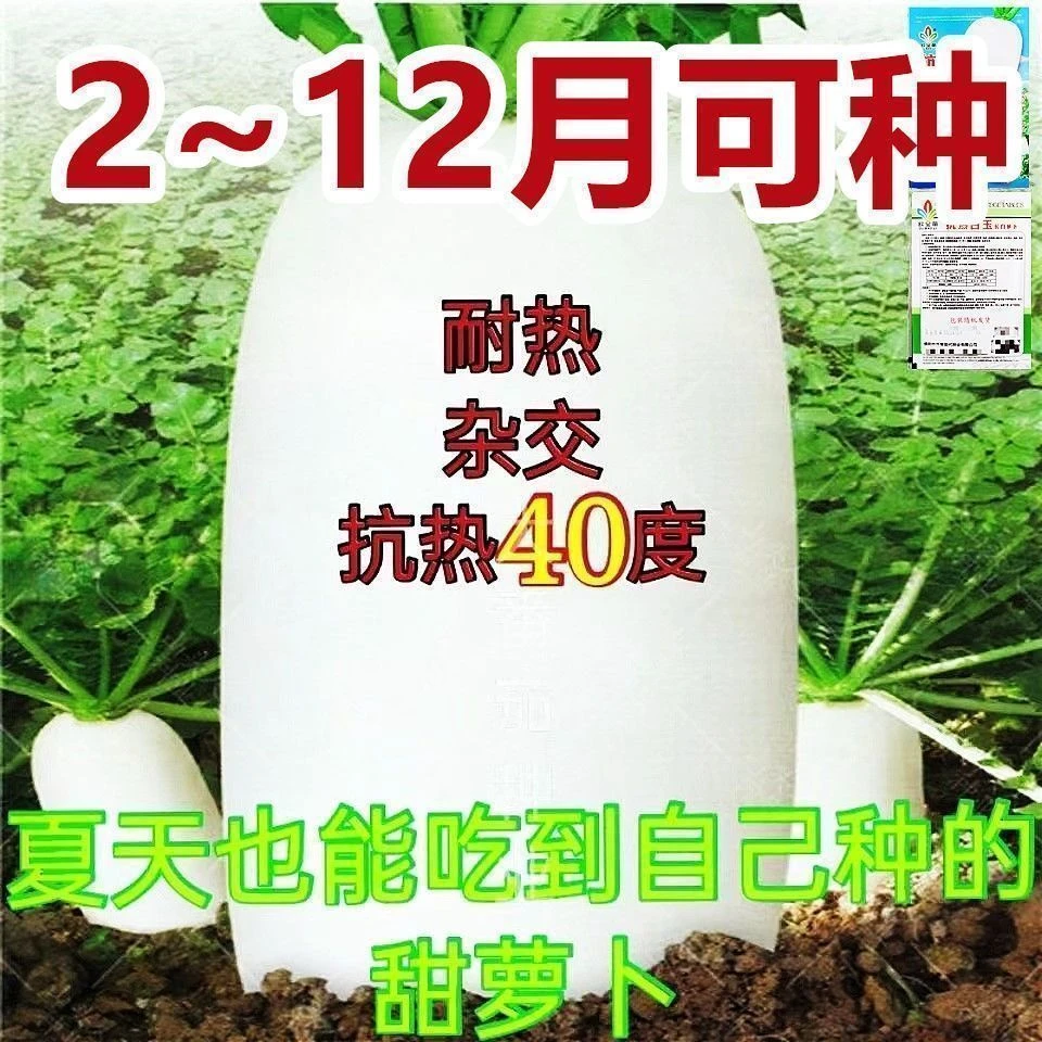 九斤王白萝卜种蔬菜不空心春不老种特大四季春夏秋季播播种