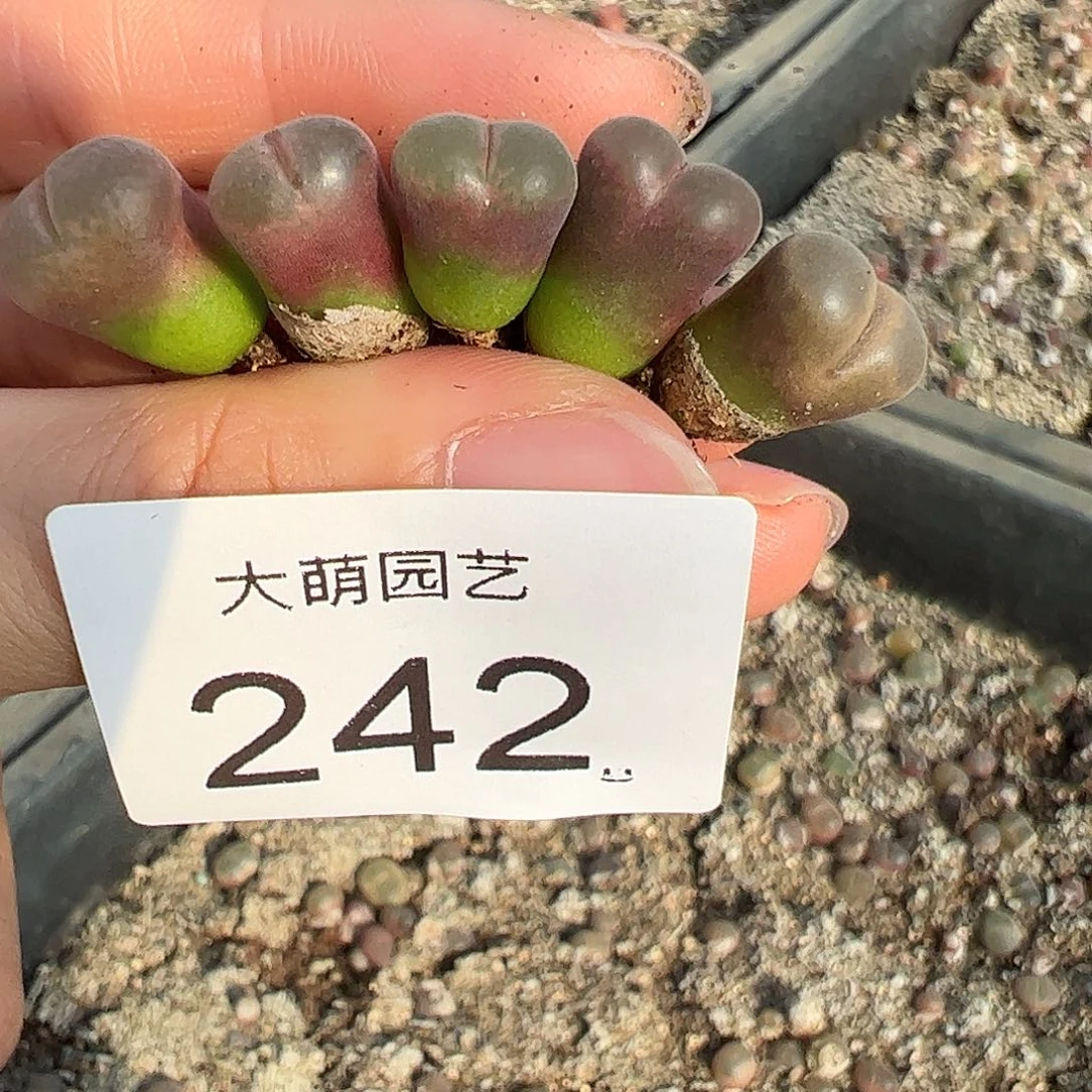 四***圆一物一拍5颗恩东风铃。  242