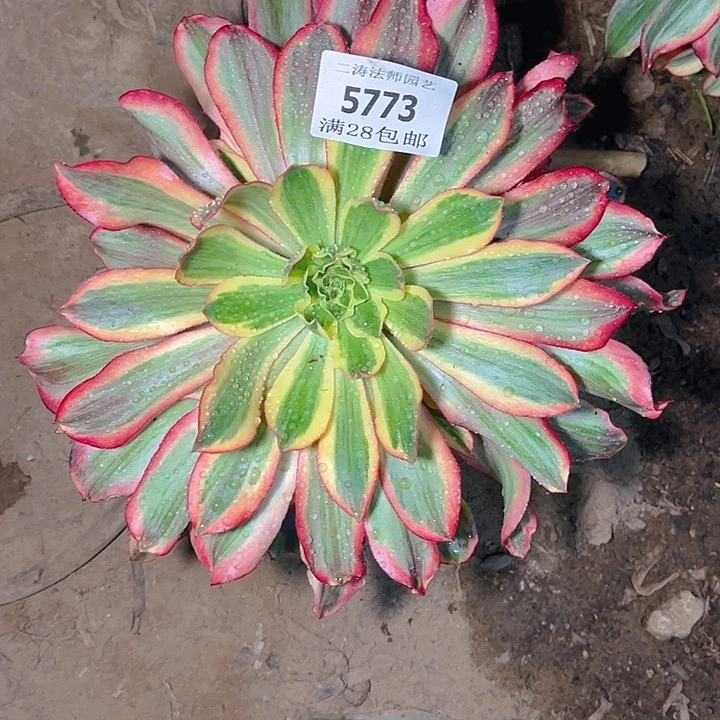 5773魅影多肉植物2号
