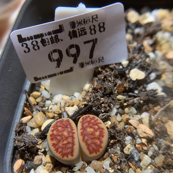 Sss石石花多肉997