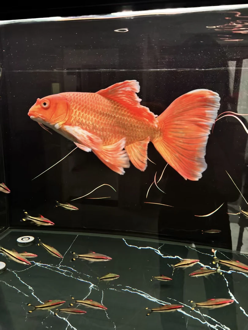 圆头鹰嘴红色蝴蝶鲤