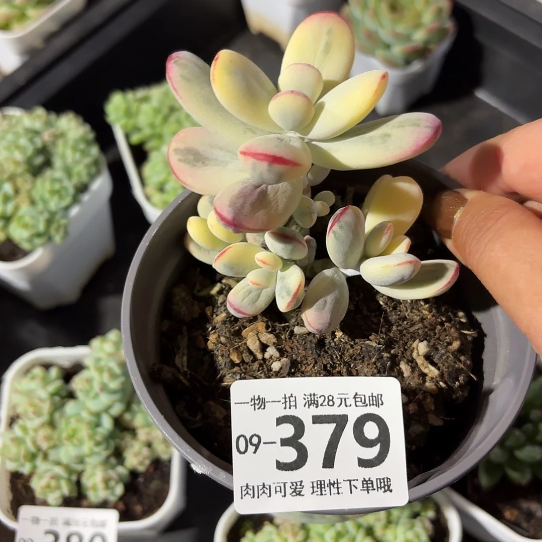 乒乓福娘锦无盆土发货无