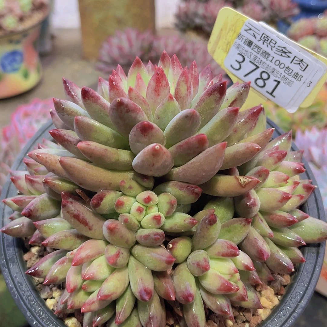 3781二代虞美人多肉植物