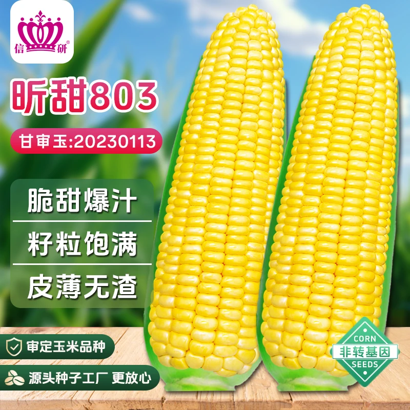 昕甜803水果玉米种子可生吃阳台四季易种蔬菜水果玉米种子菜种子