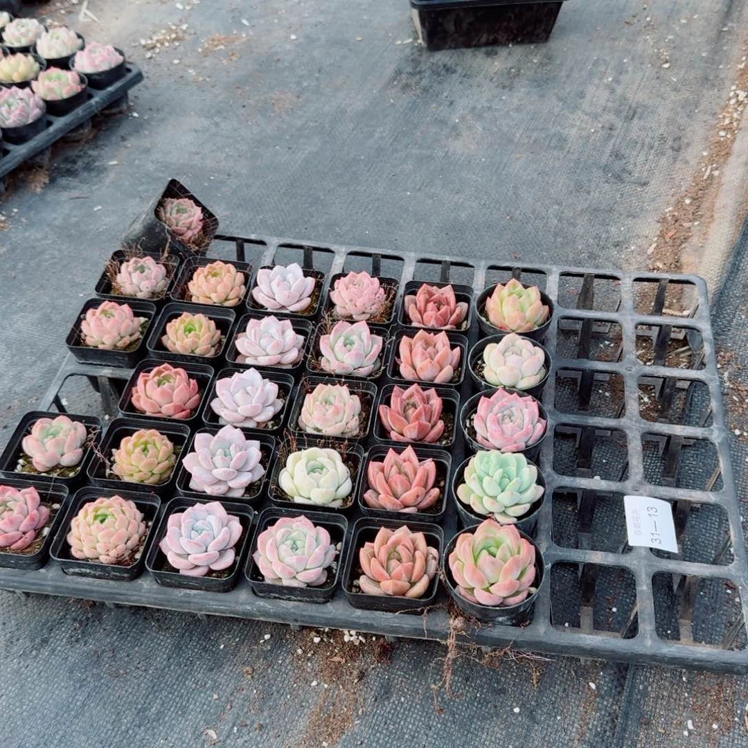 31-13多肉杂交三十颗量拍