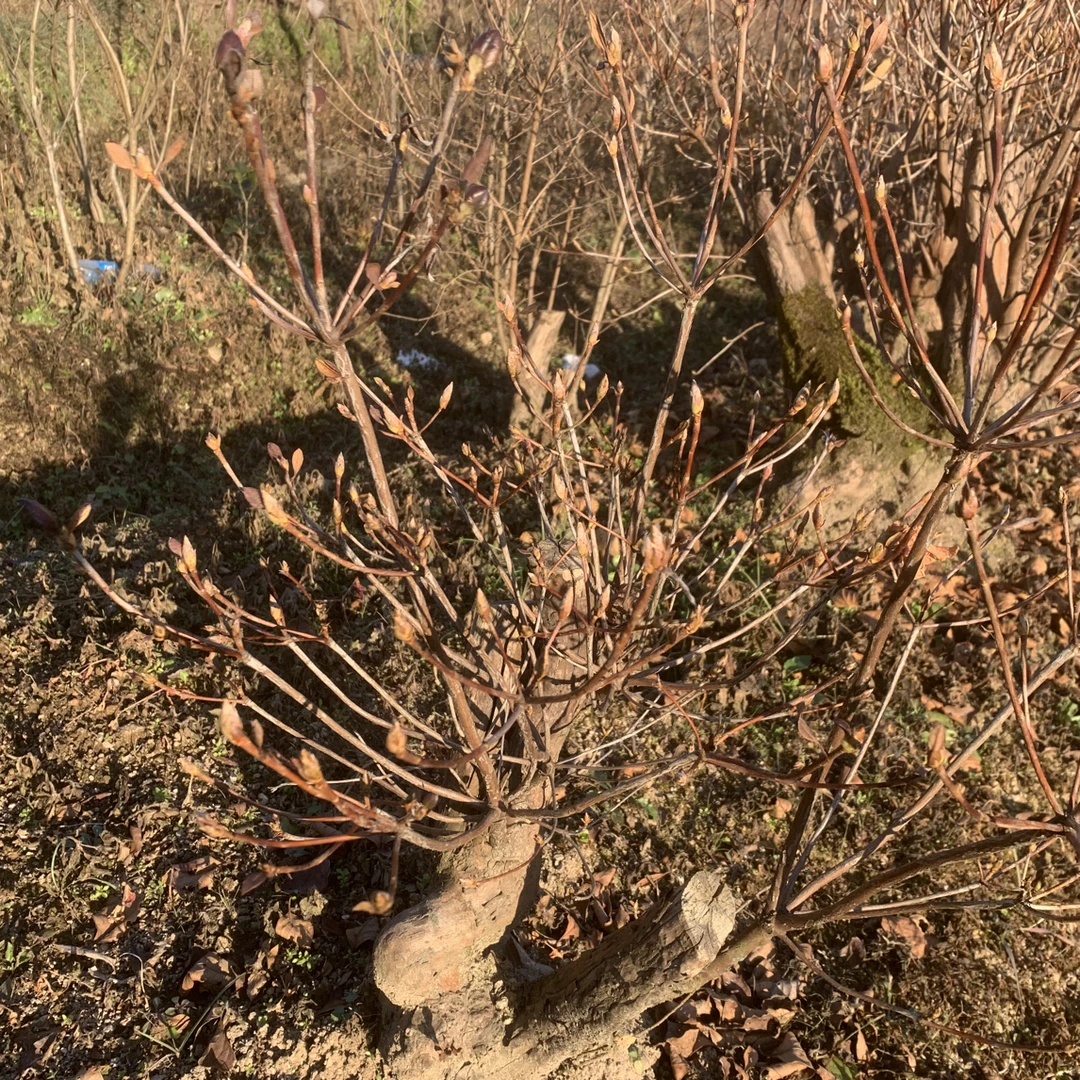 大别山先花后叶映山红老桩映山红杜鹃（紫色花）杜鹃花七叶柿子树