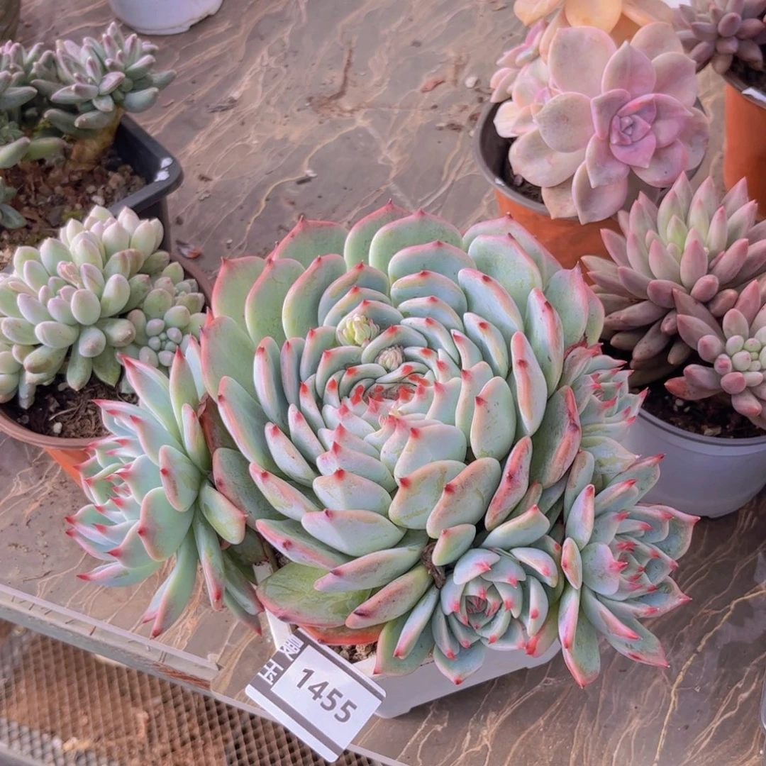 吉娃娃多肉植物1455