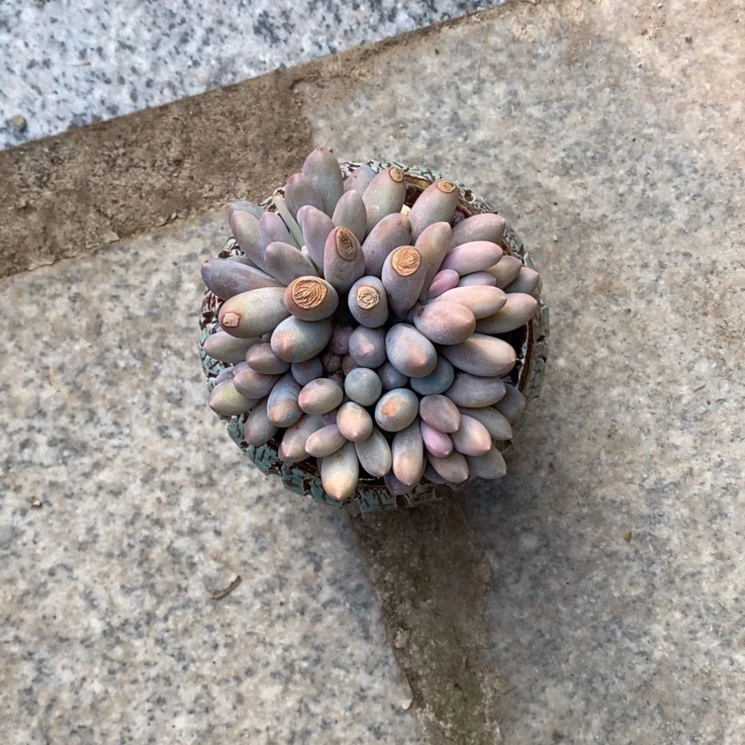 不*?多肉植物汤圆群