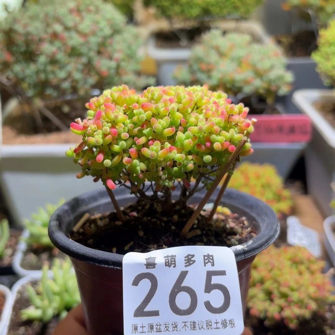 枝干番杏密橘糖球265