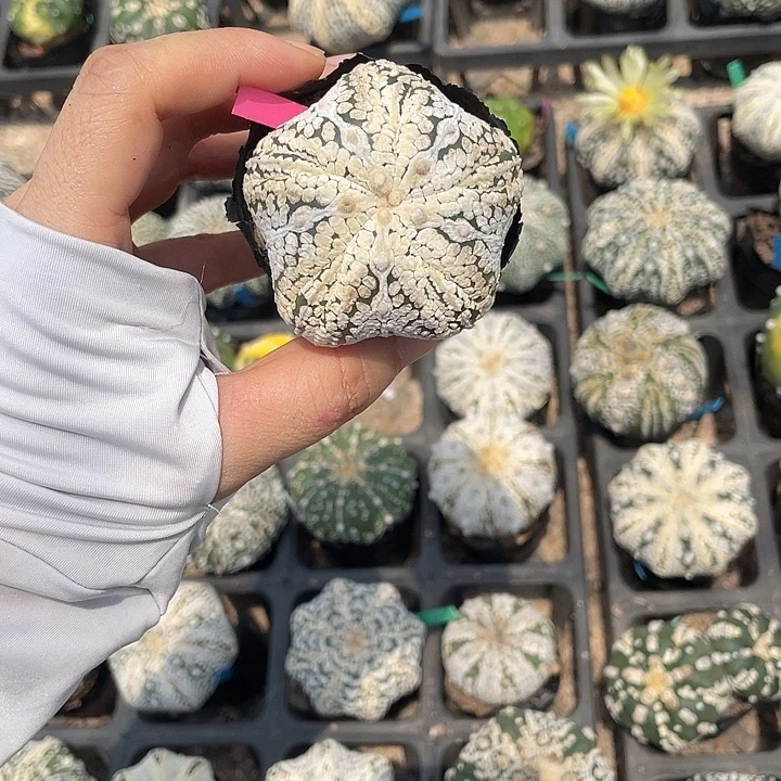 浓白五复棱海星特价