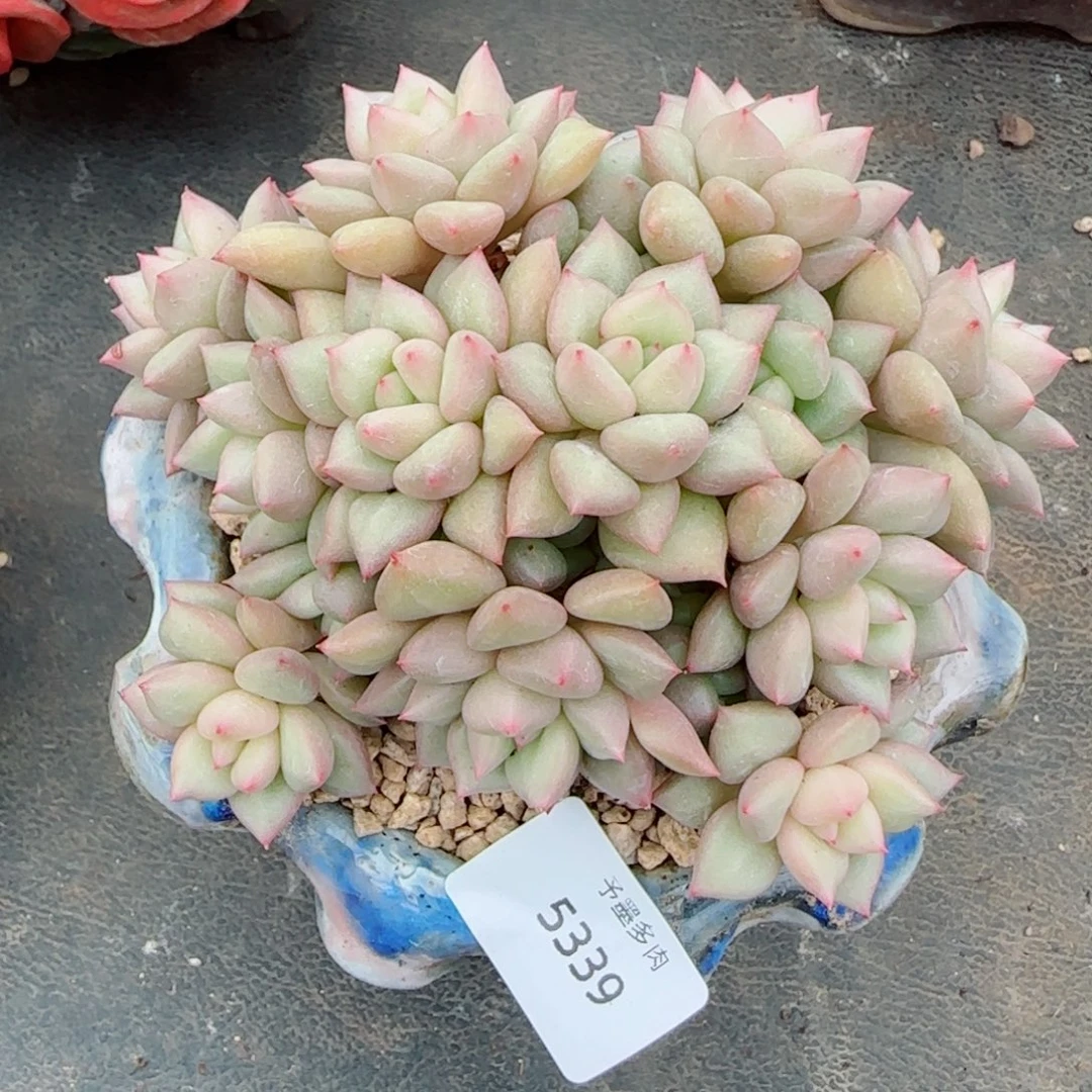 黄金象牙，5339多肉植物