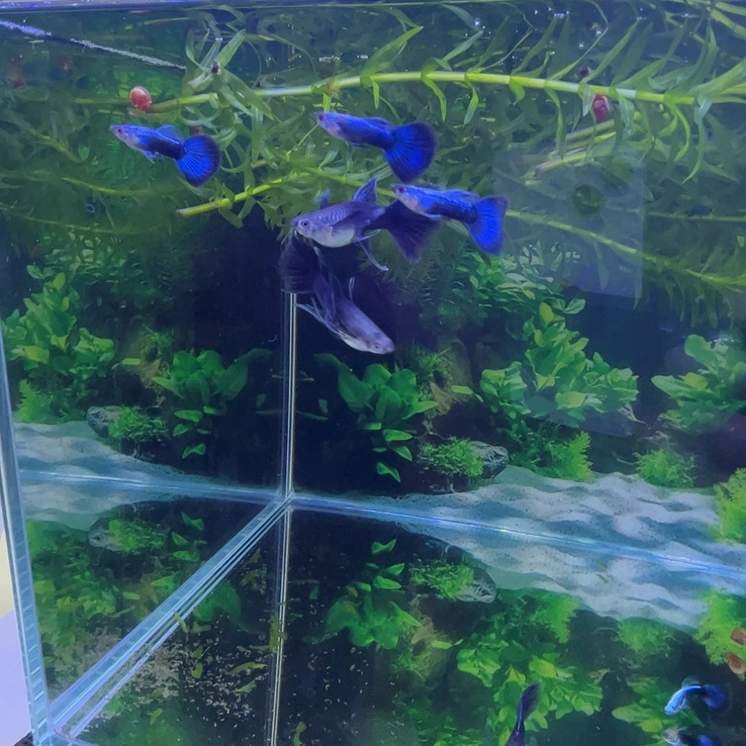 孔雀鱼蓝礼服大C2公2母