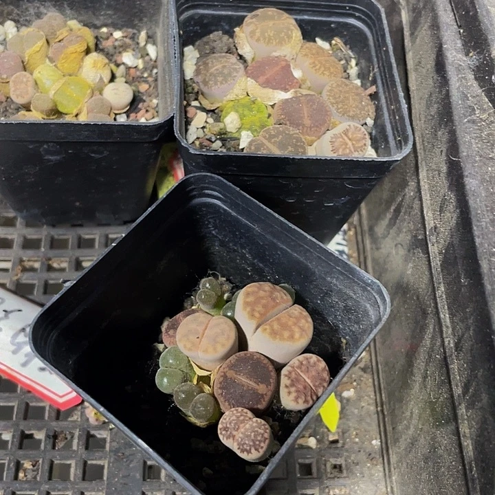 生石花2.99带盆土发