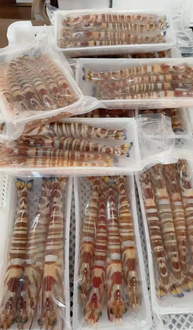 福建祥芝本港天然活冻野生特大号三四条斤斑节虾