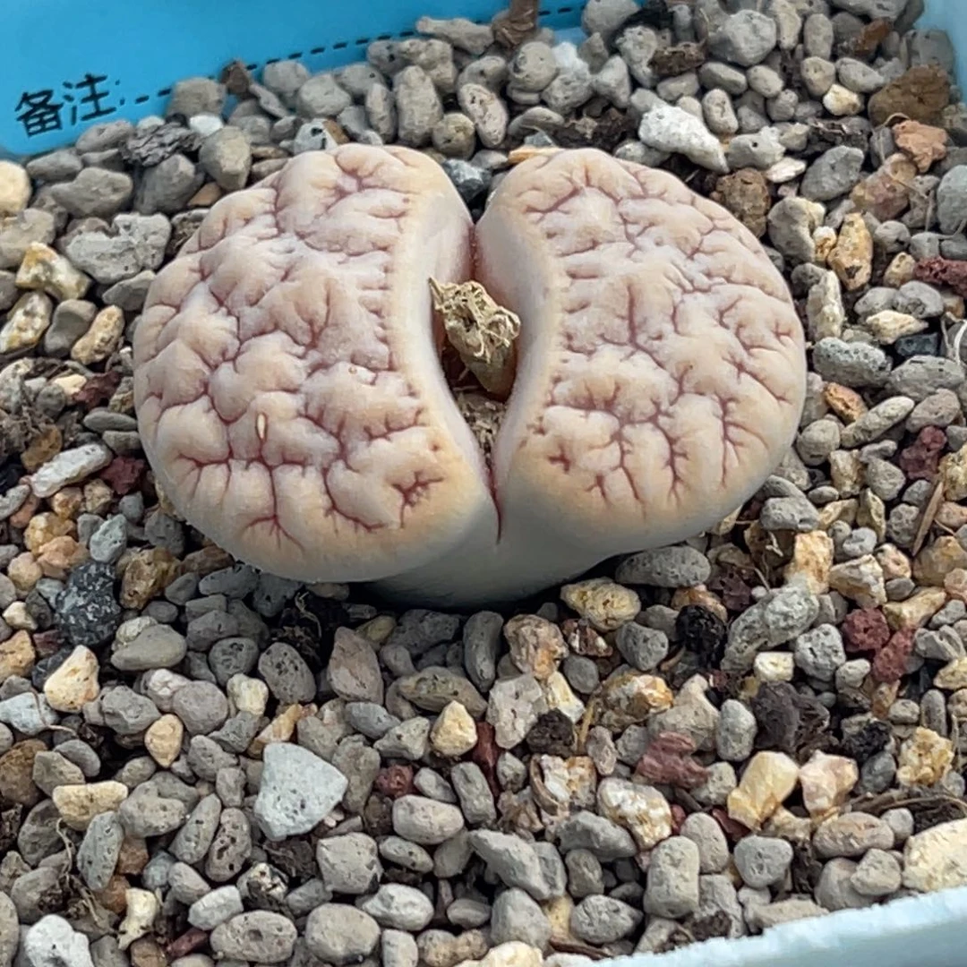 7116凹凸铁189一颗