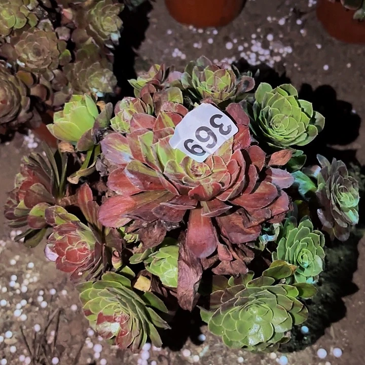 369花月夜多肉植物不售后