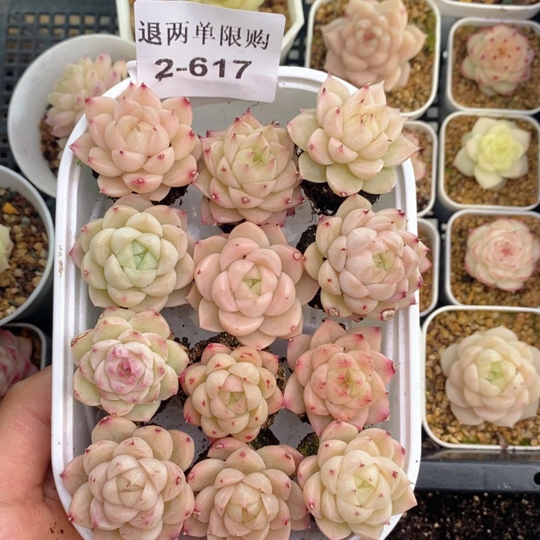 2-617 新疆西藏内蒙不发其他一单包邮两到三公分多肉