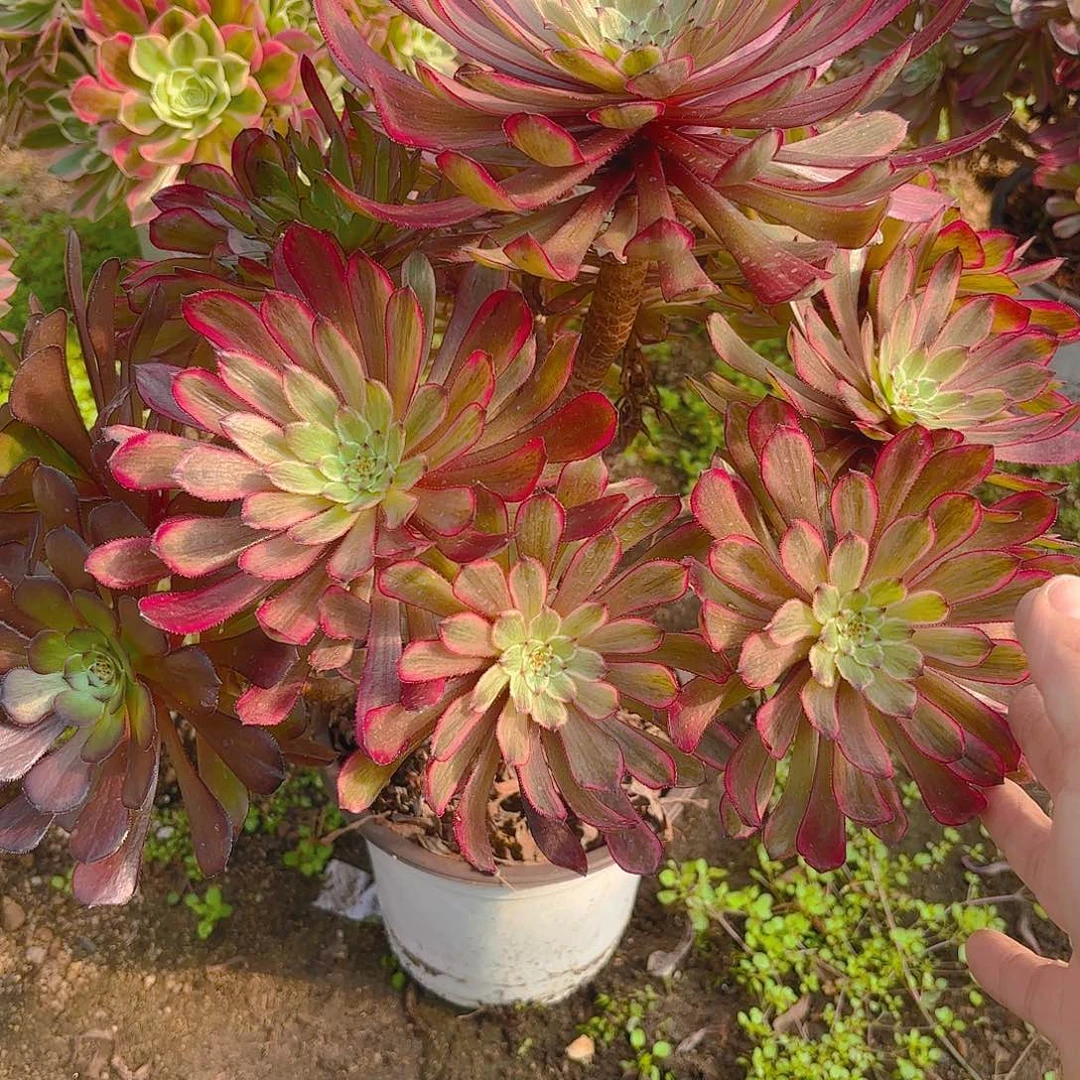 紫霞老庄多肉植物755