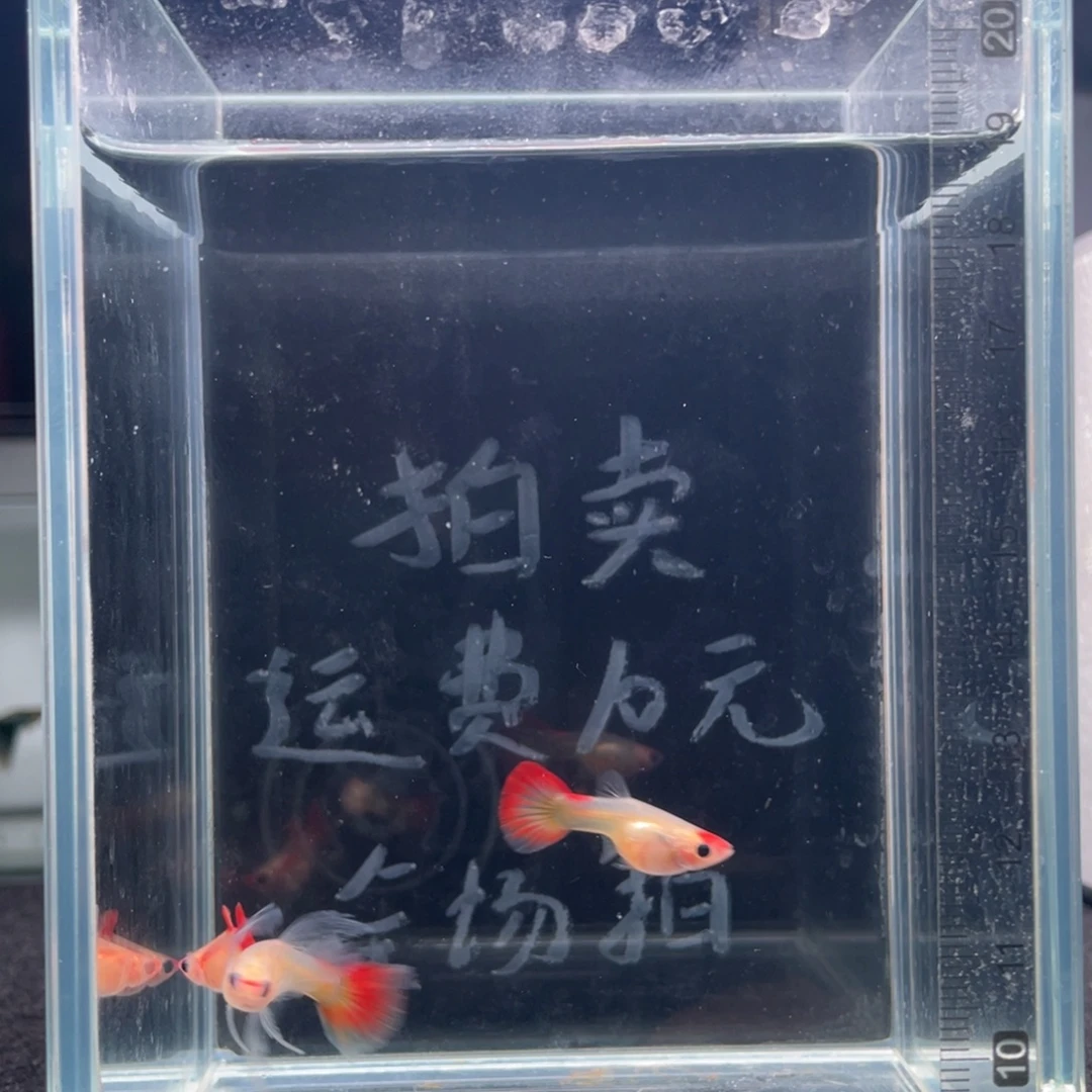 孔雀鱼红礼服玻璃猫一公二母