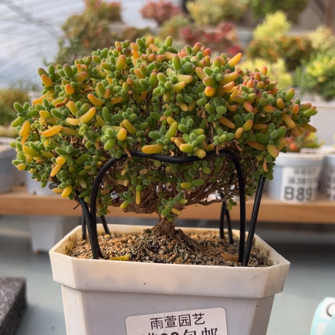 18-194枝干番杏多肉蜜橘老桩3.5年冠幅14厘米