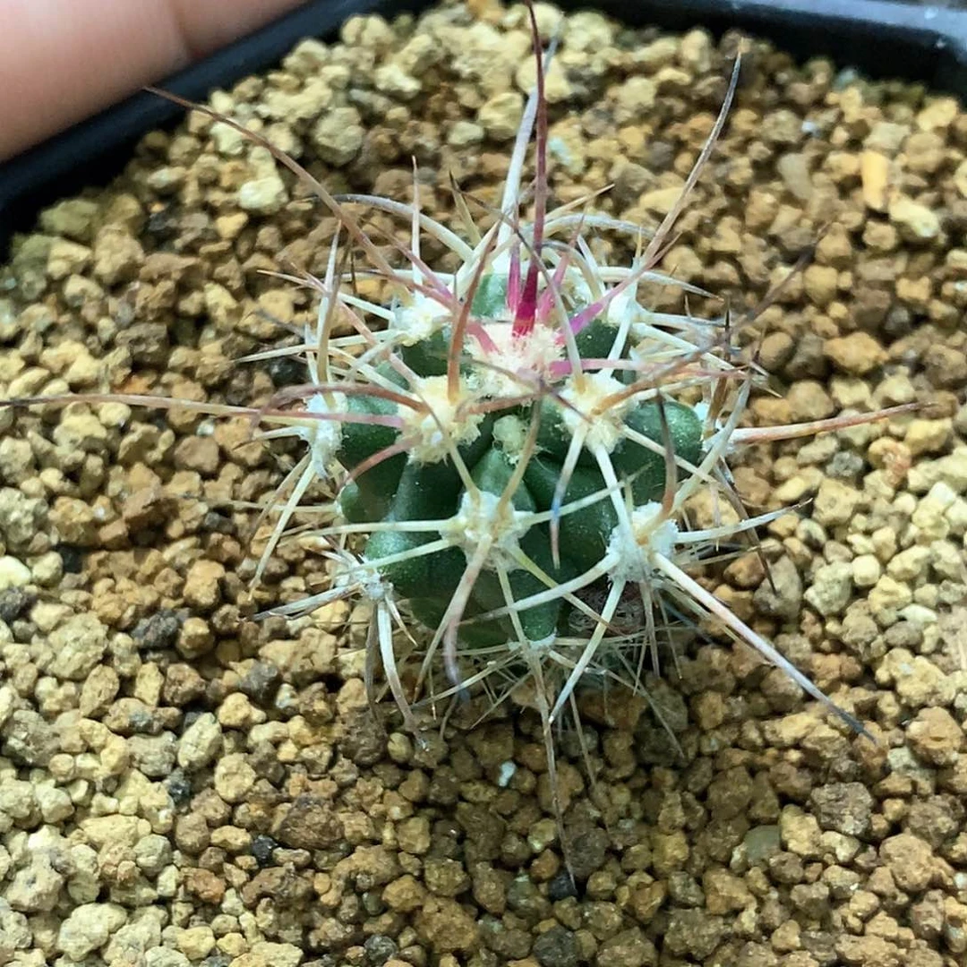 孤品实生特选株园艺大龙冠小苗2cm左右