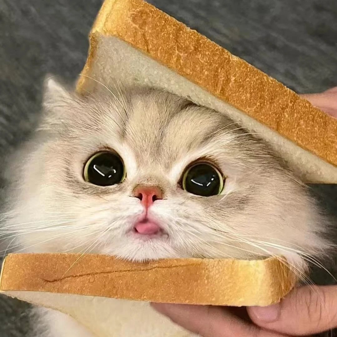 桃白白宠物猫活体链接