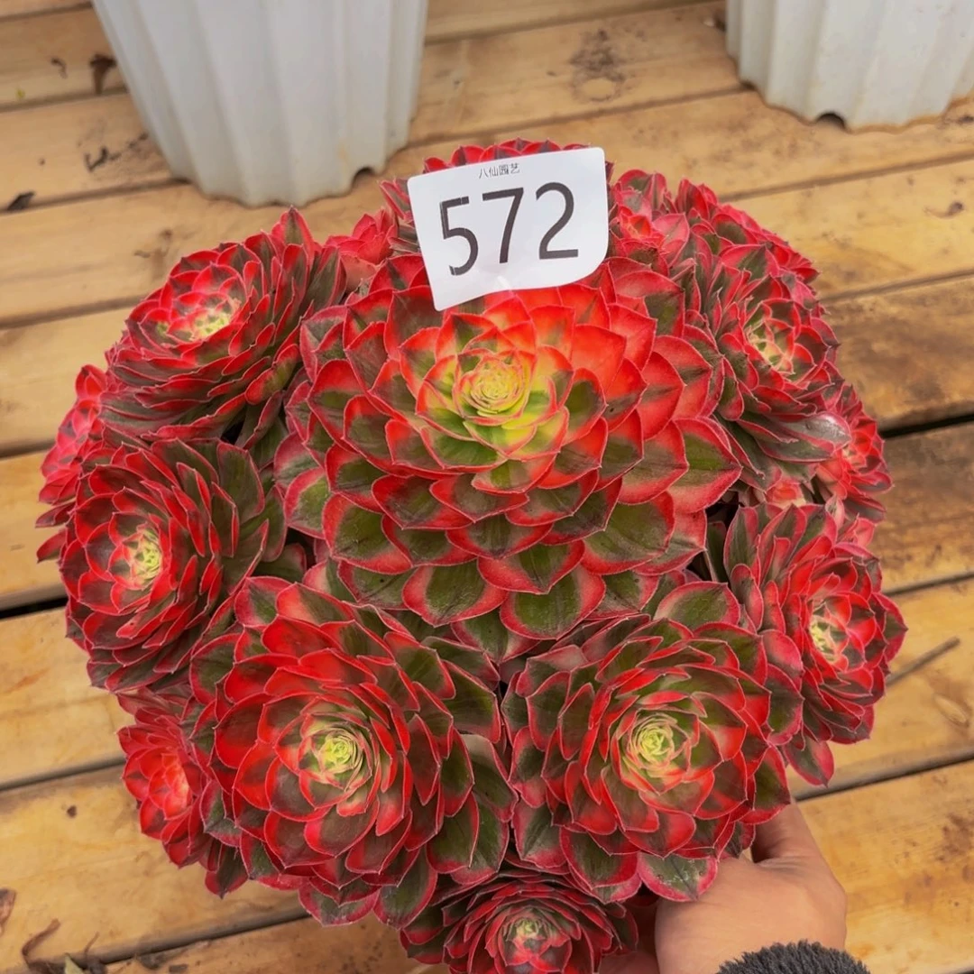 572多肉植物玉芙蓉特价