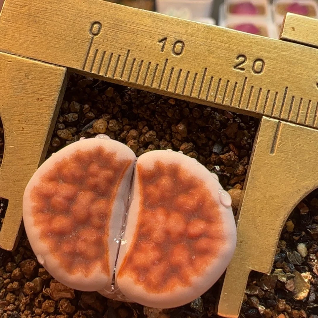 冰橙母本多肉植物百科