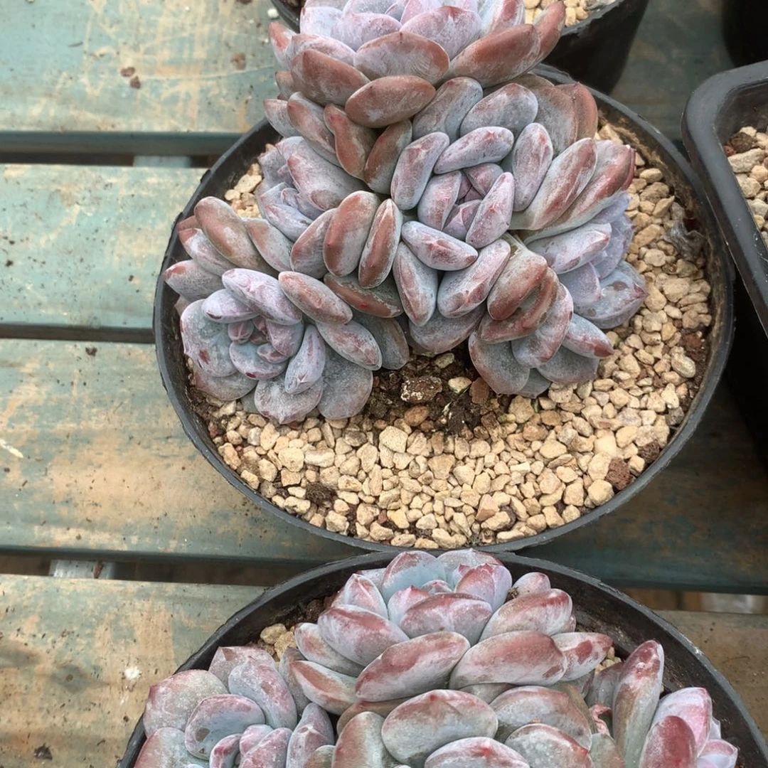 无花朵花花花花花花花花9