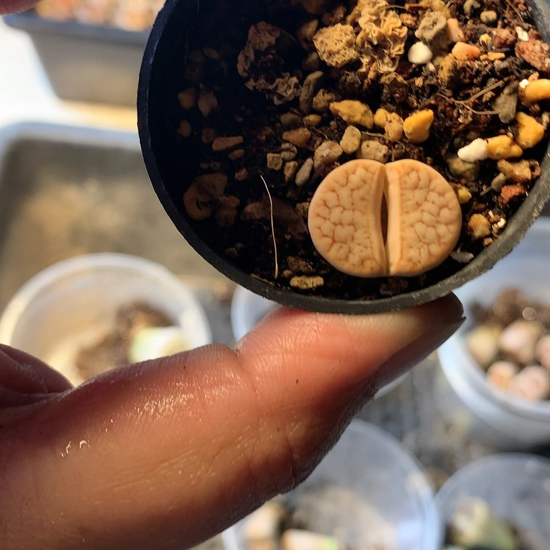 P427多肉植物保护