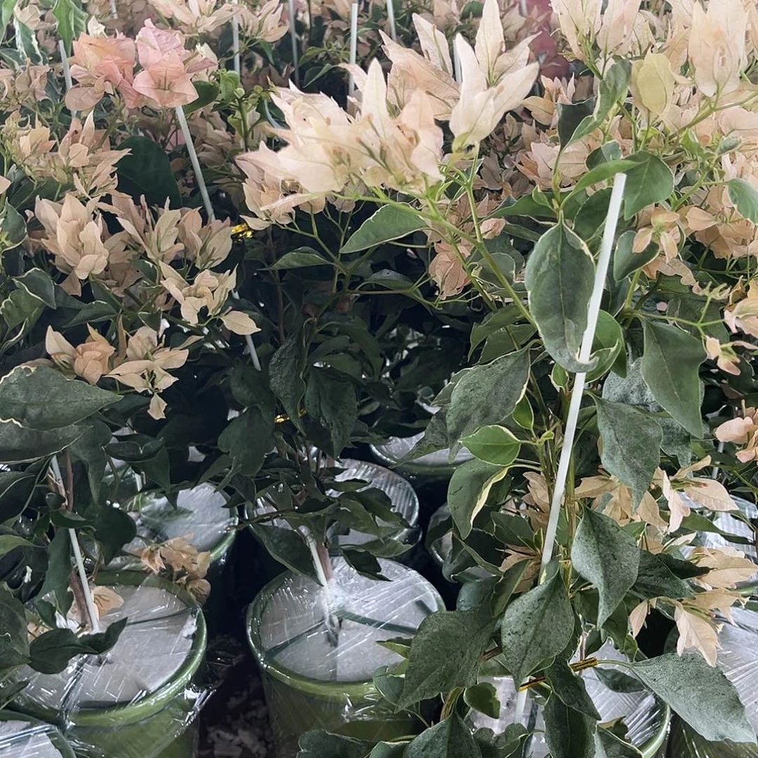 完全开放三角梅奶茶蝶