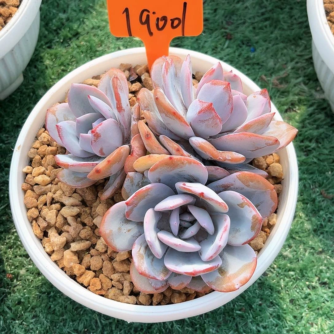 19001号码牌子的话题奶茶