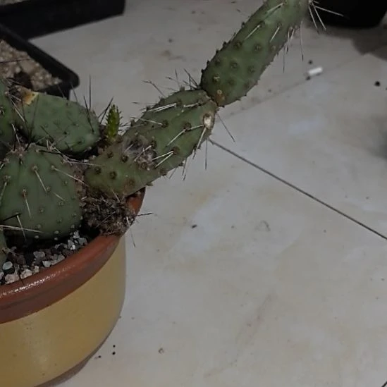 仙人掌侧芽仙人掌侧芽