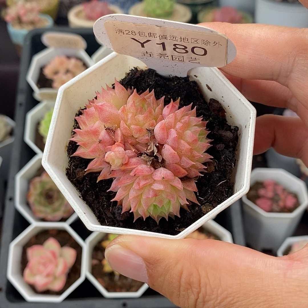 0180 朱砂痣 5cm