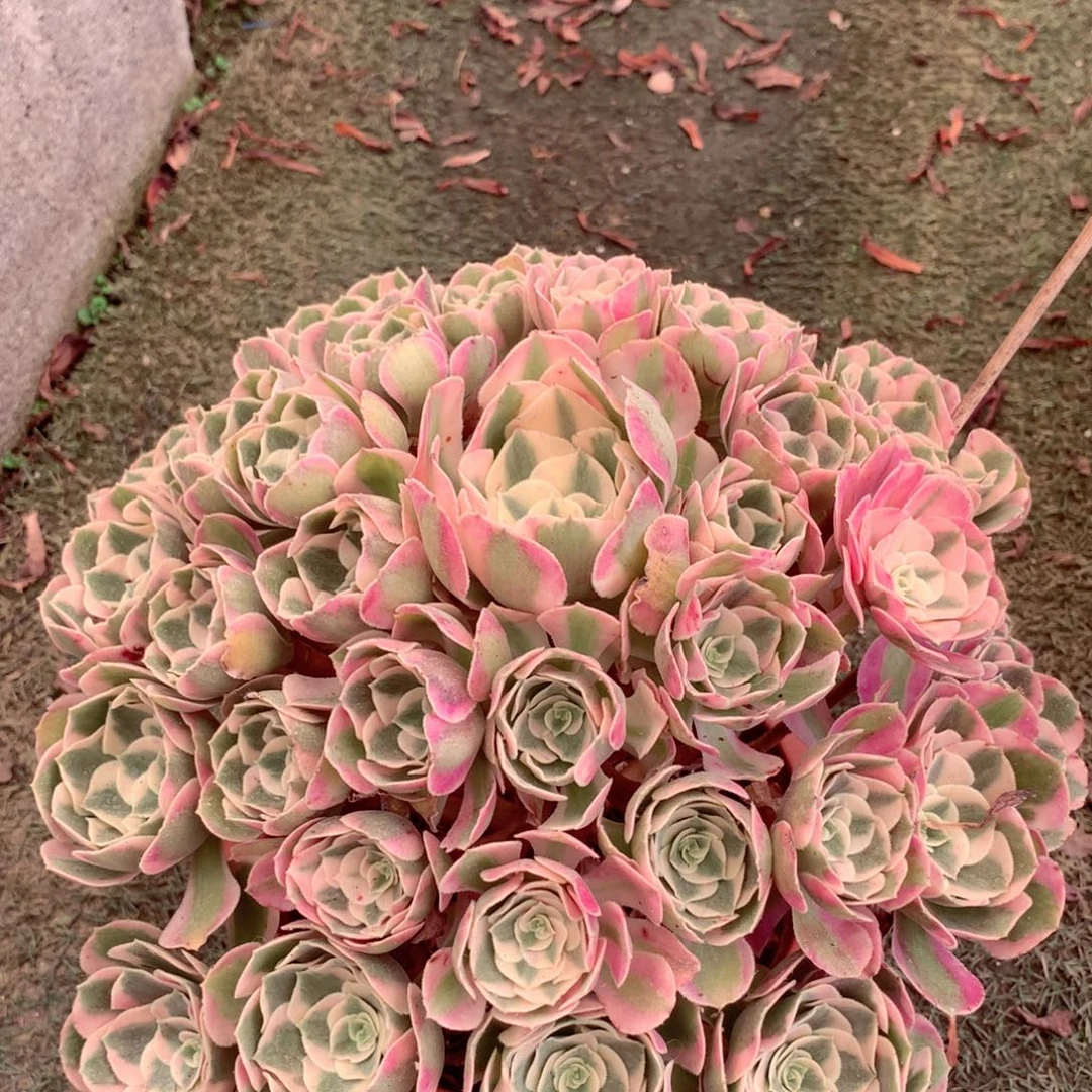 粉女郎，多肉植物的
