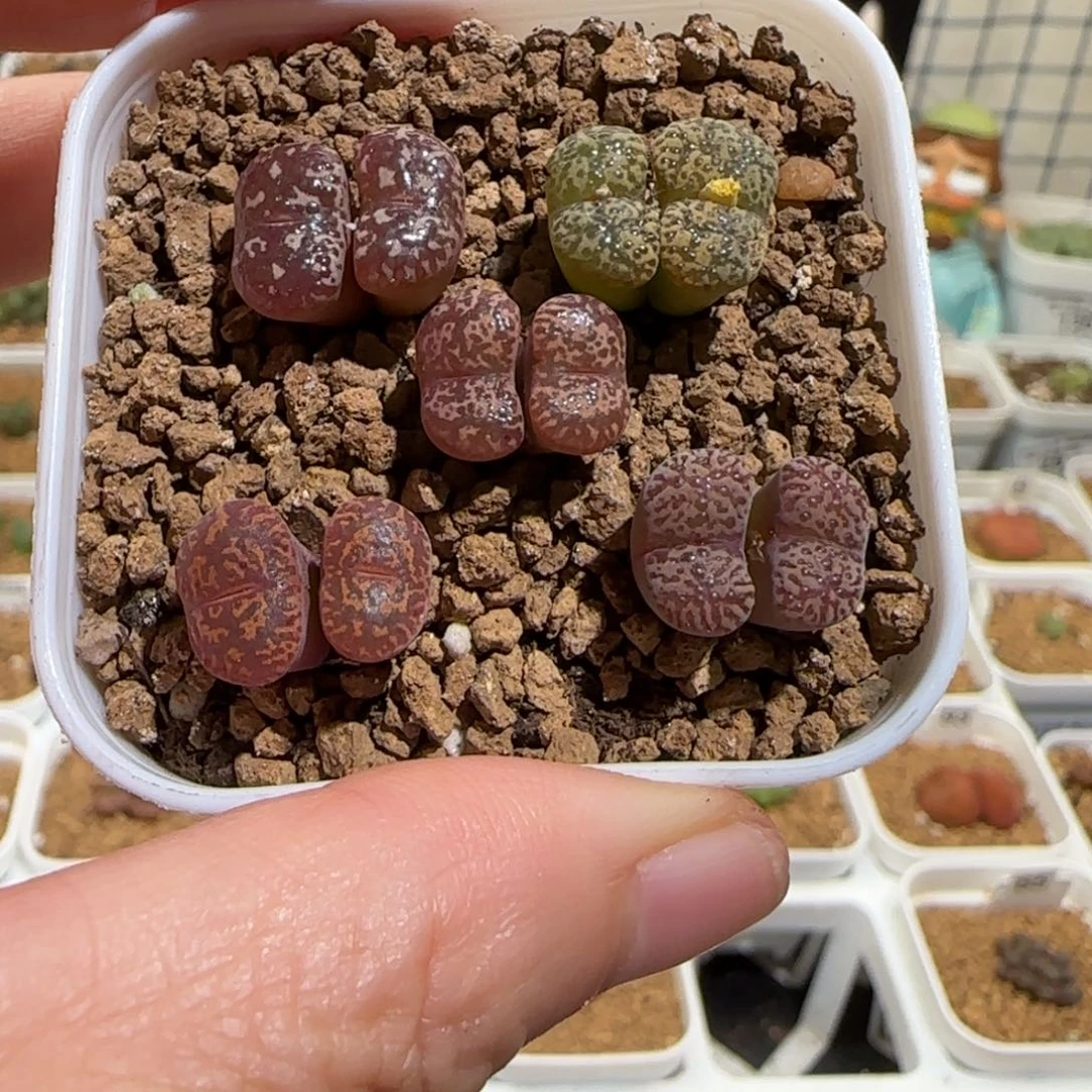 肉锥多肉植物组合-勋章组合一盆110
