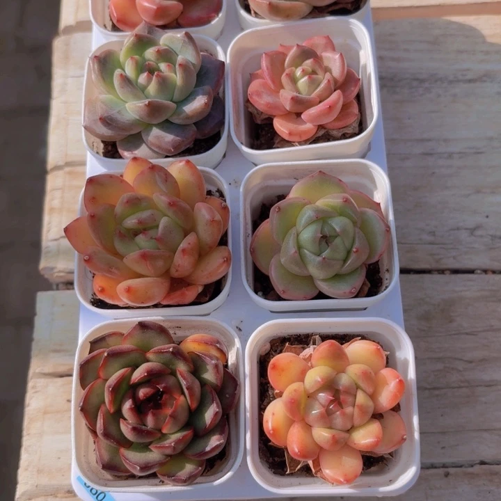 框拍一物一拍编号060