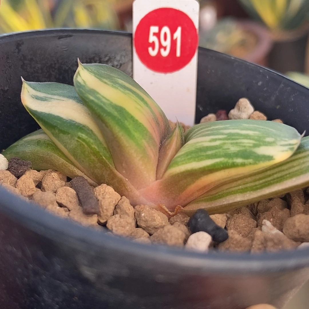 591卧牛实生锦带盆发货