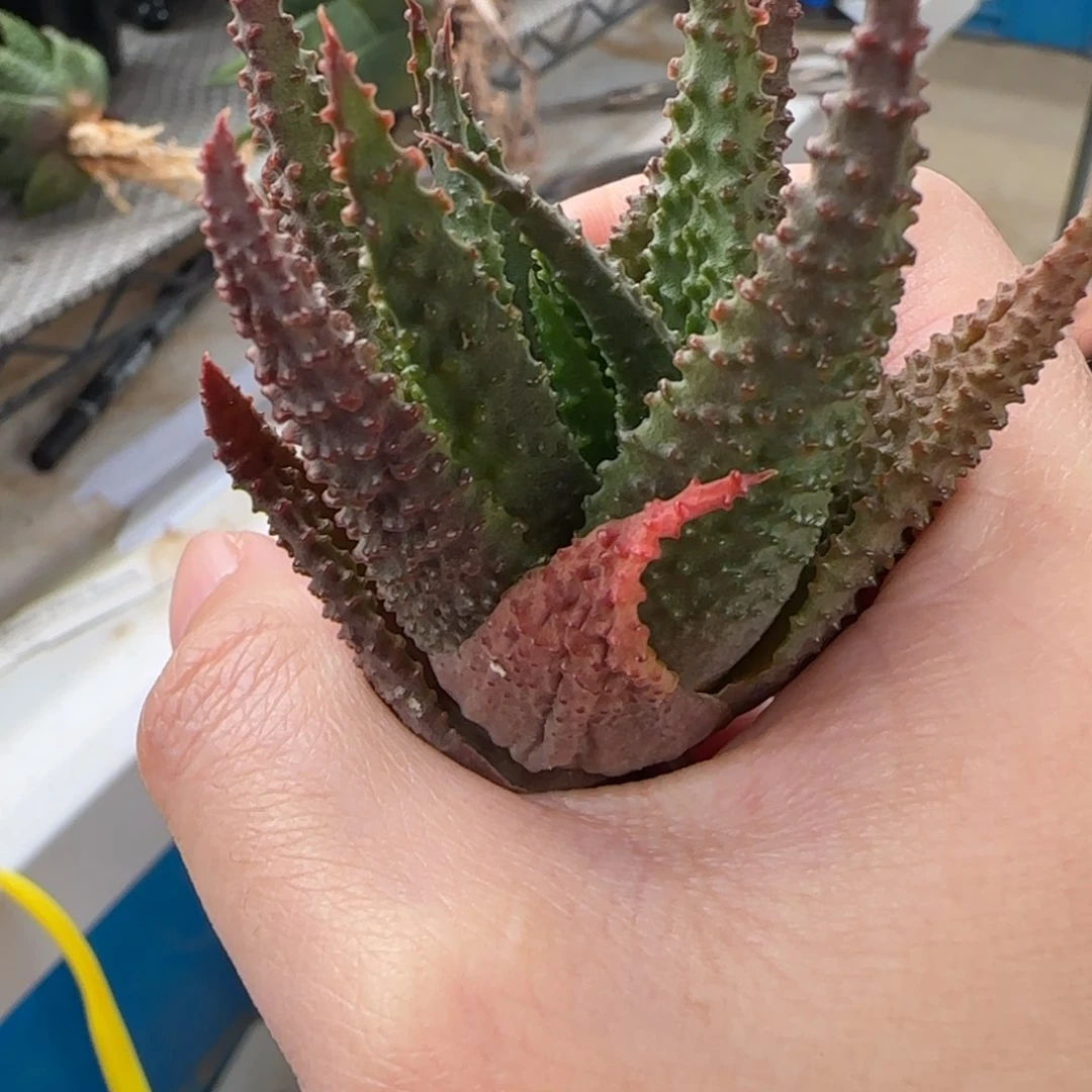 都柏林冬之星座哈